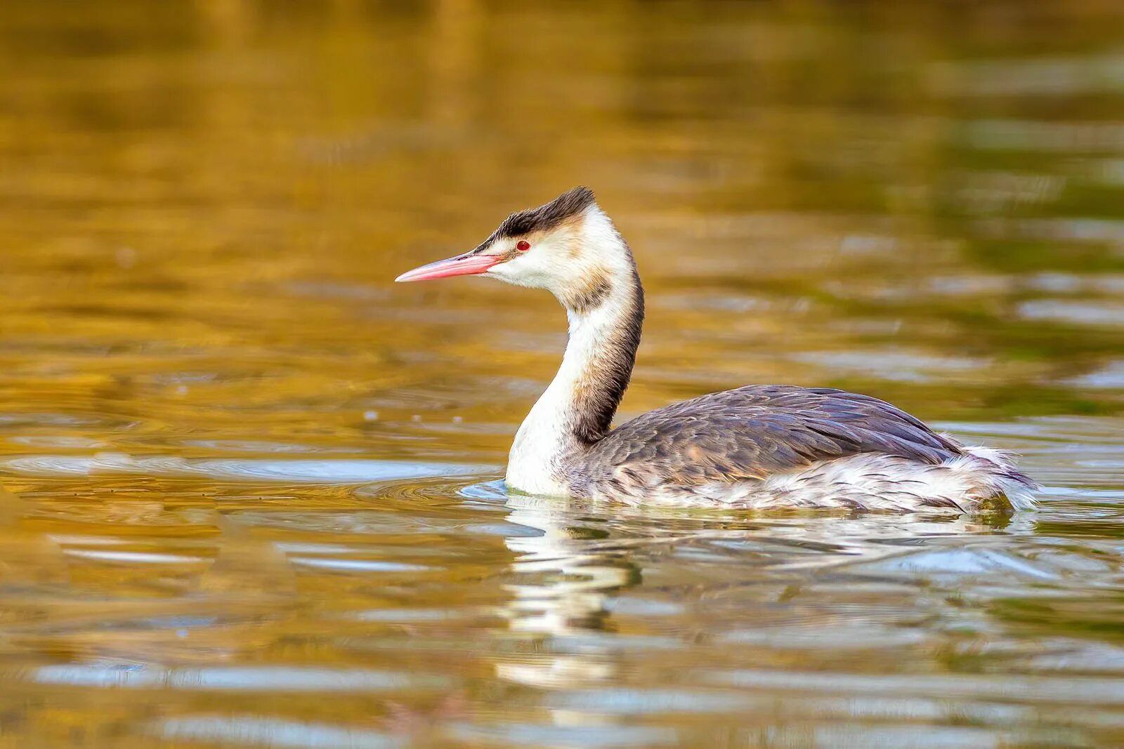 Great Crested Grebe (Podiceps cristatus). Birds of Siberia.