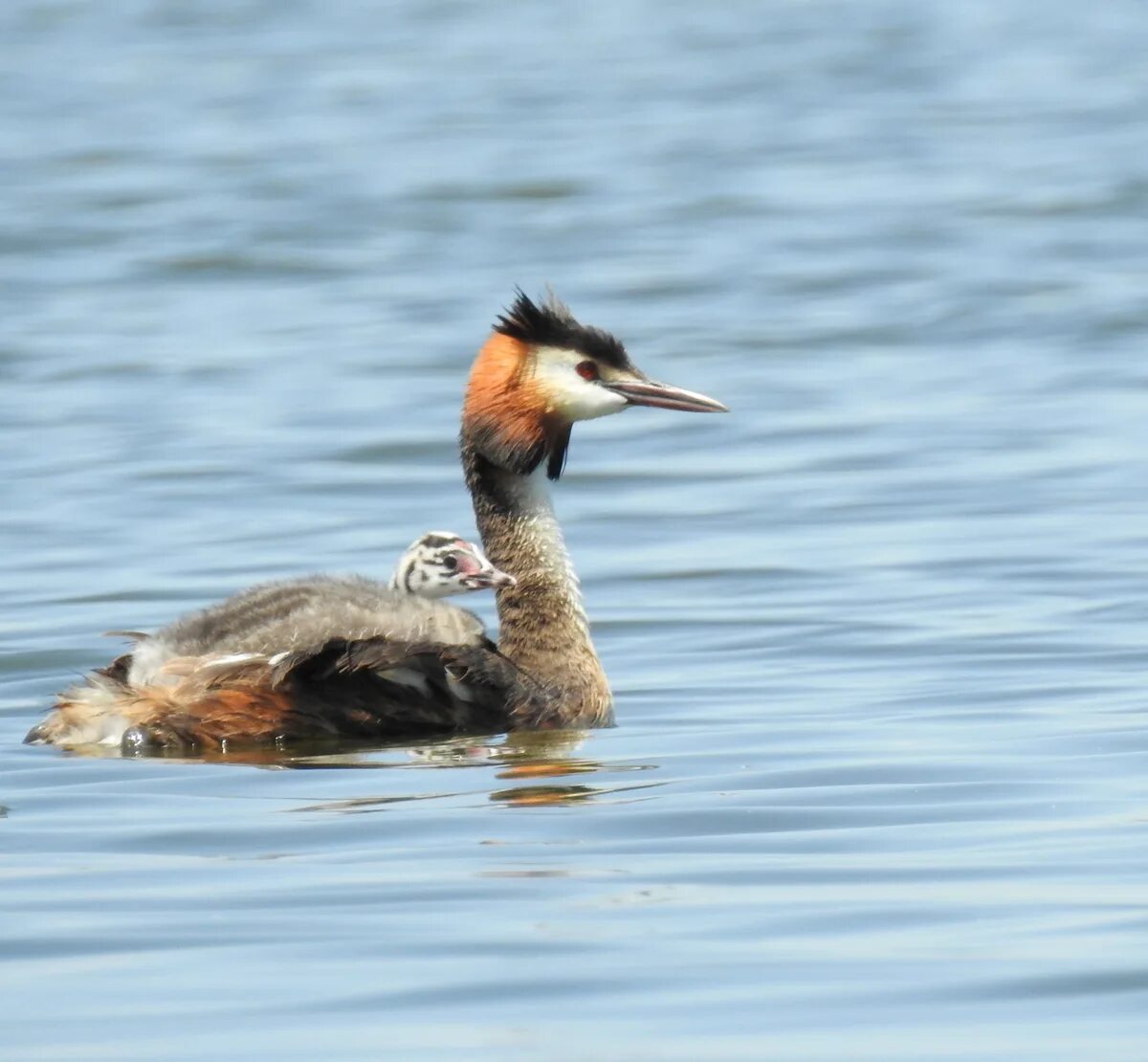 Птица чомга фото и описание Great Crested Grebe (Podiceps cristatus). Birds of Kyrgyzstan.