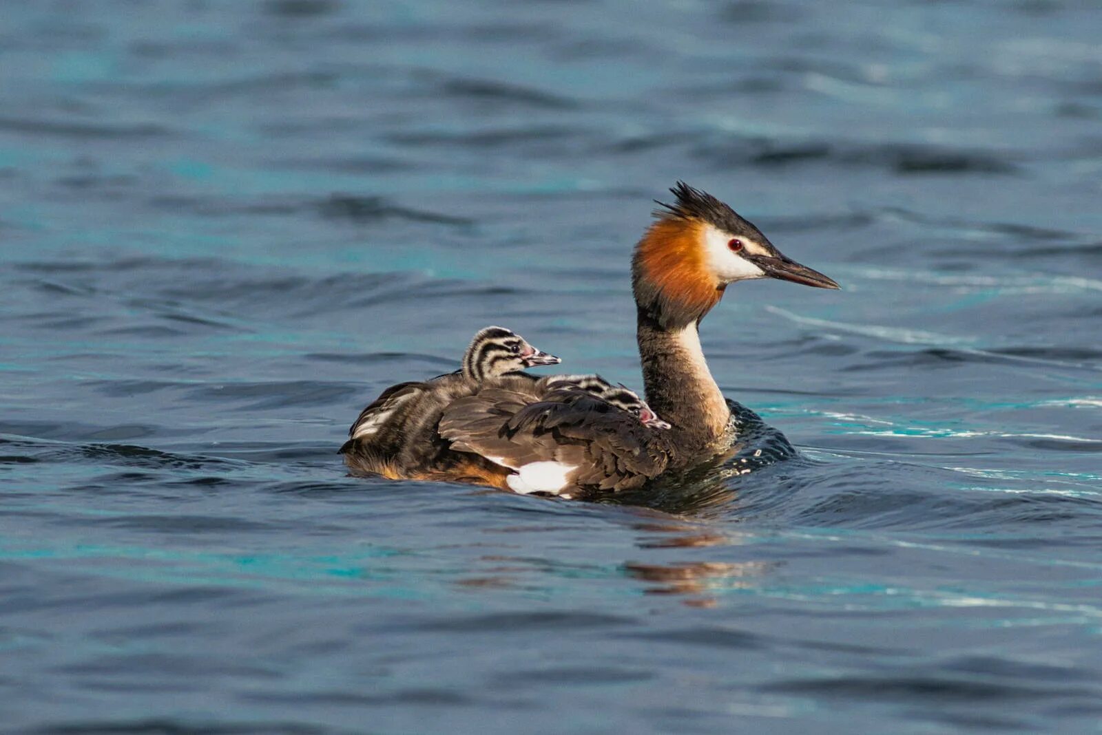 Птица чомга фото и описание Great Crested Grebe (Podiceps cristatus). Birds of Siberia.