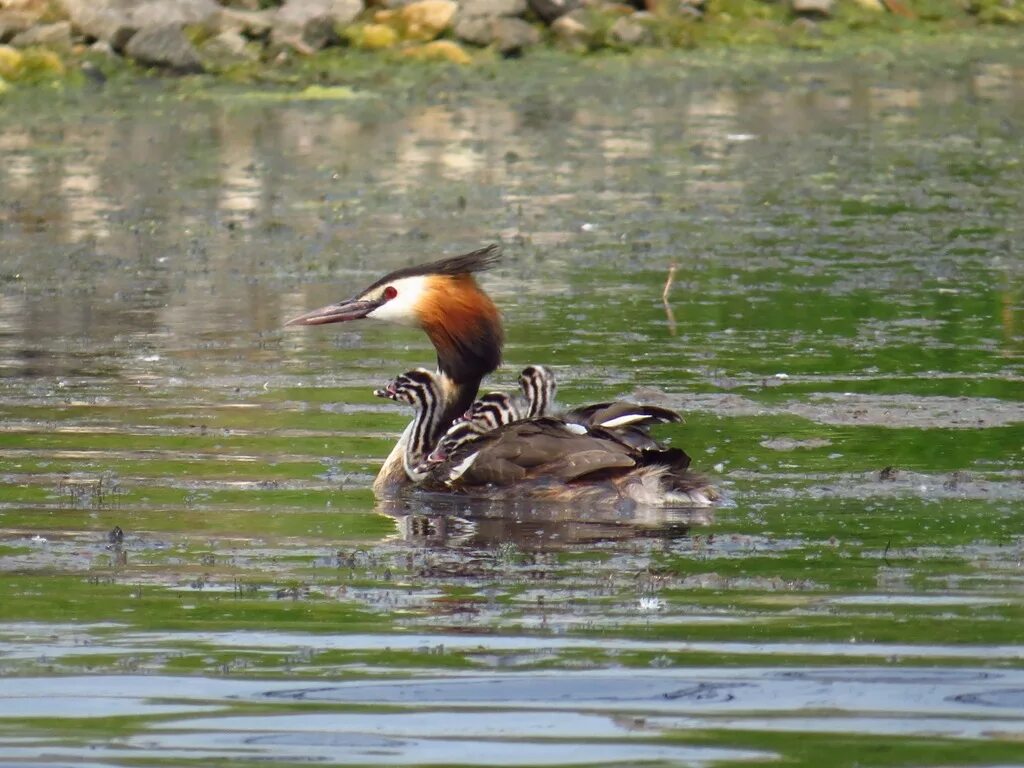 Птица чомга фото и описание Great Crested Grebe (Podiceps cristatus). Birds of Siberia.