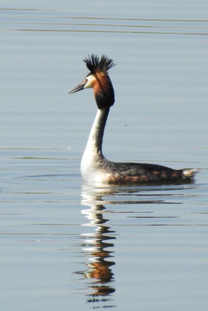 Птица чомга фото и описание Чомга (Podiceps cristatus). Птицы Кыргызстана.