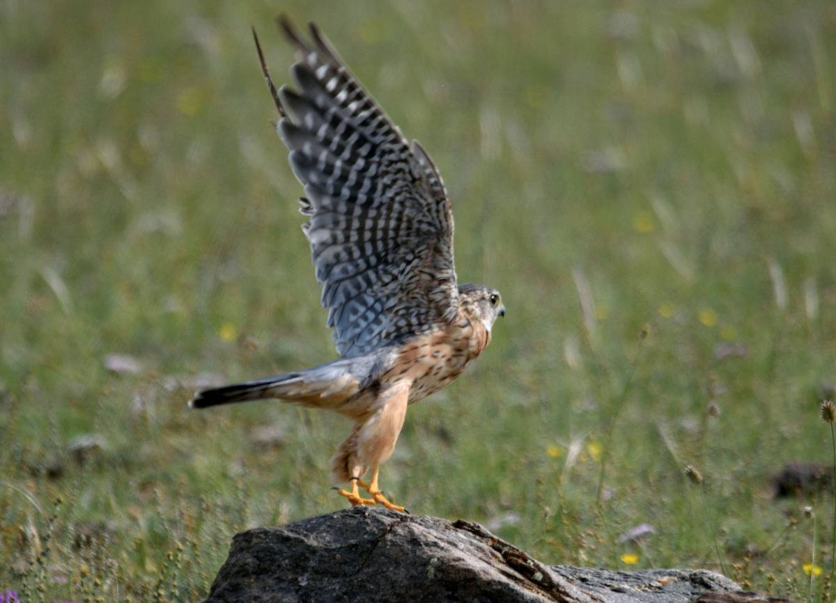 Птица дербник фото Дербник (Falco columbarius). Птицы Сибири.