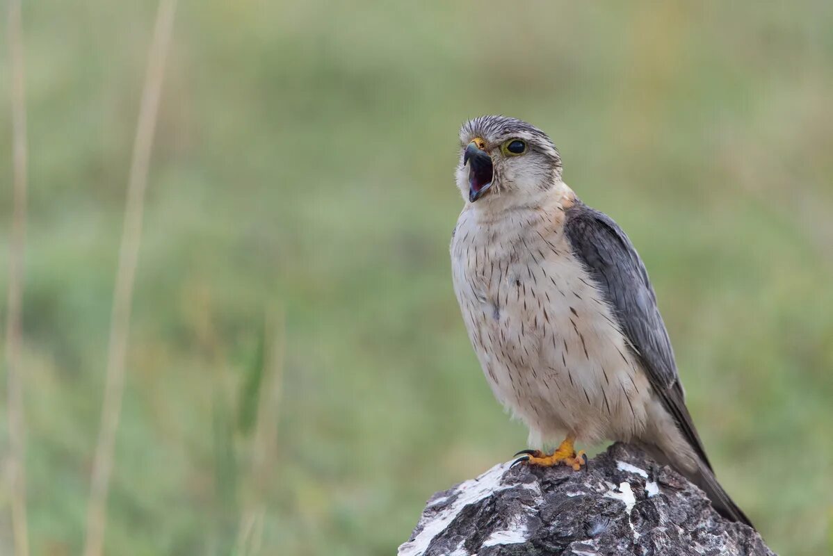 Птица дербник фото Merlin (Falco columbarius). Birds of Siberia.