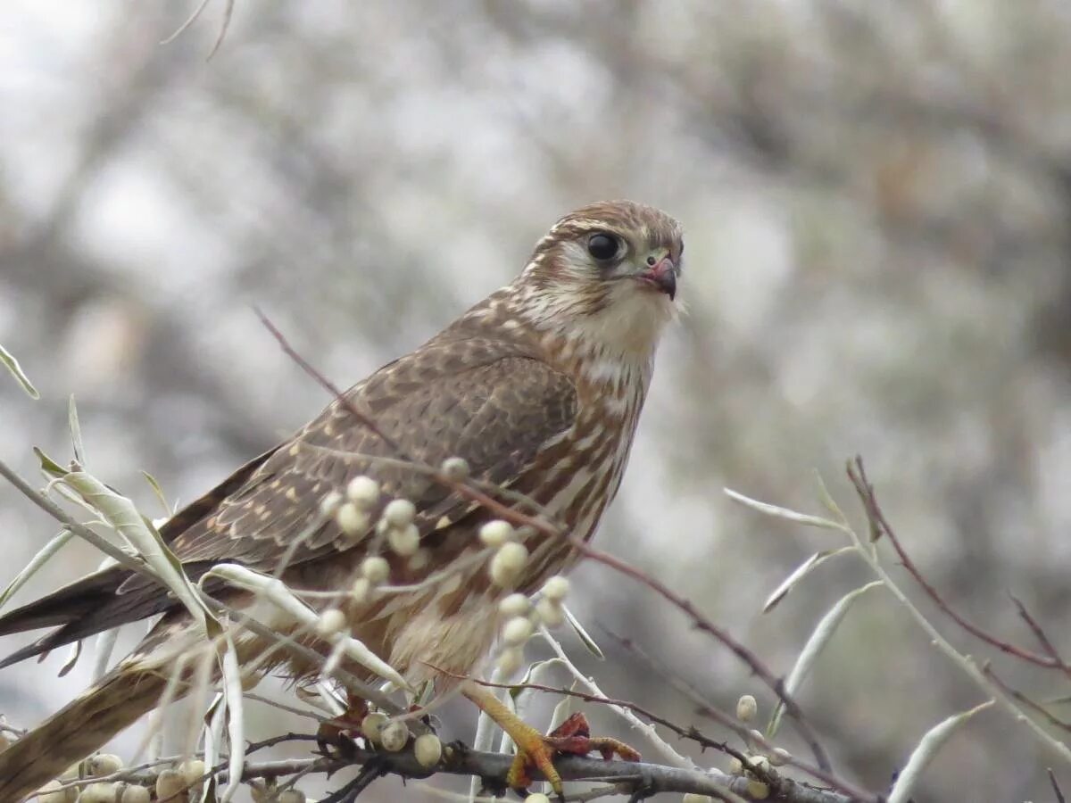 Птица дербник фото Дербник (Falco columbarius). Птицы Сибири.