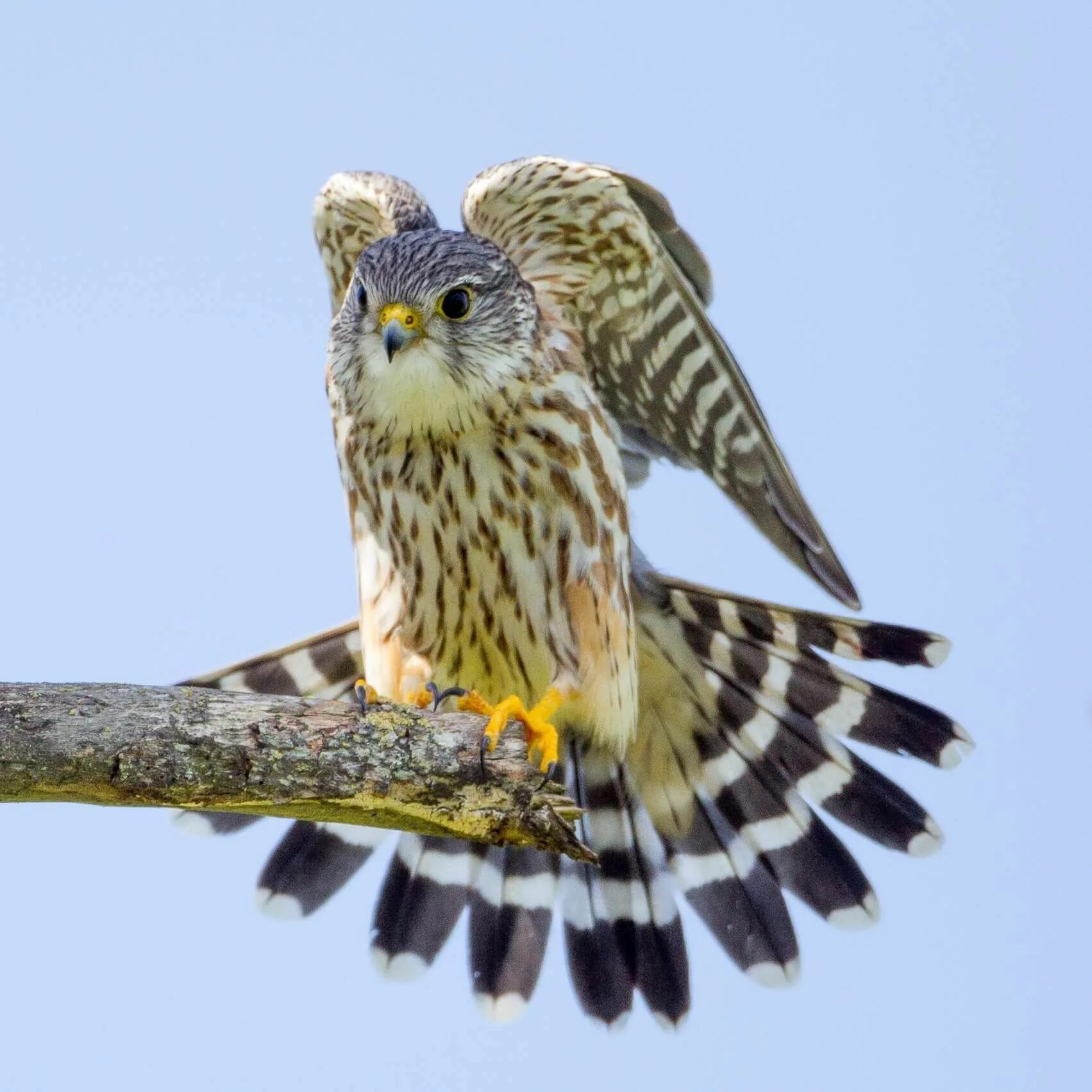 Птица дербник фото male Prairie Merlin (Falco columbarius richardsonii) or Richardson's Merlin byTi