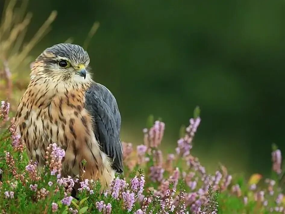 Птица дербник фото As 10 melhores ideias e inspirações de merlin bird