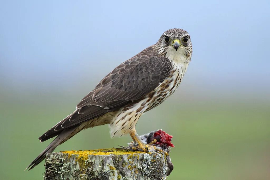 Птица дербник фото Female Taiga Merlin (Falco columbarius columbarius) Flickr