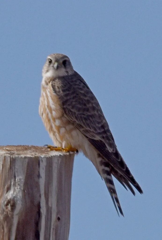 Птица дербник фото Merlin (Falco columbarius). Birds of Siberia.