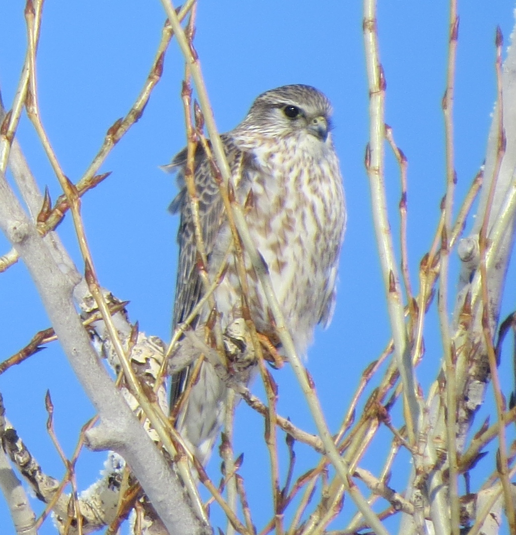 Птица дербник фото Merlin (Falco columbarius). Birds of Siberia.