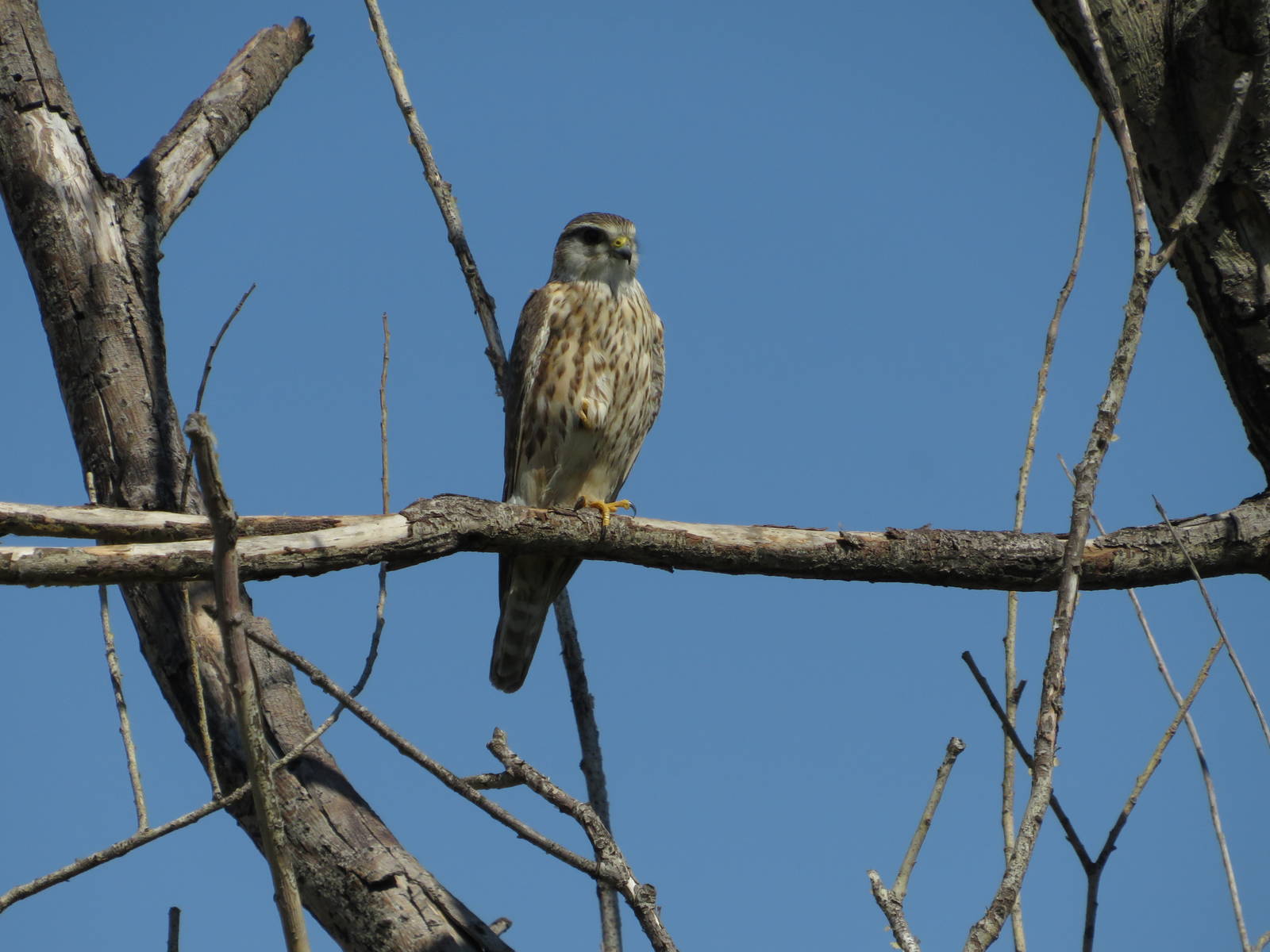 Птица дербник фото Merlin (Falco columbarius). Birds of Siberia.