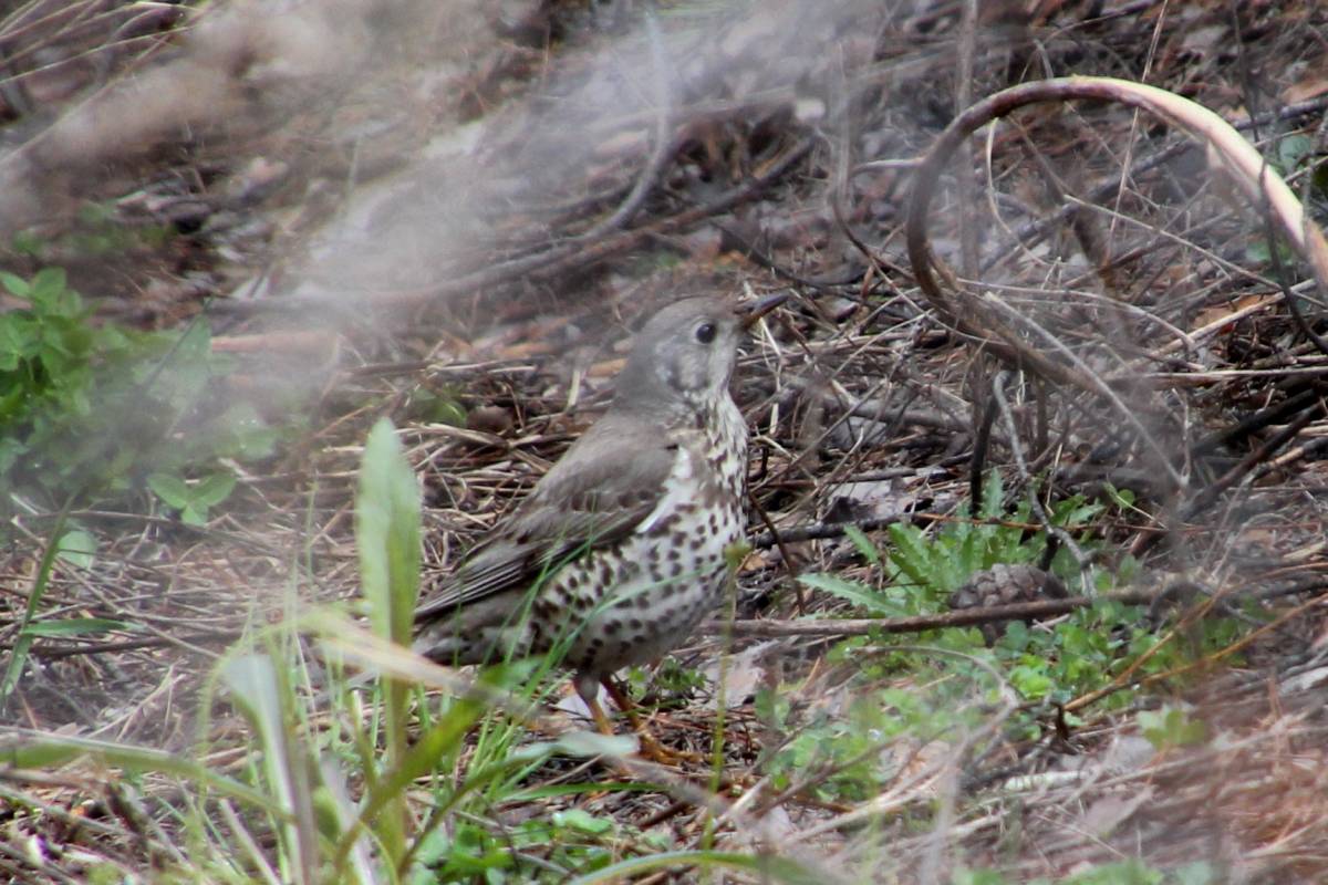 Птица деряба фото и описание Деряба (Turdus viscivorus). Птицы Сибири.