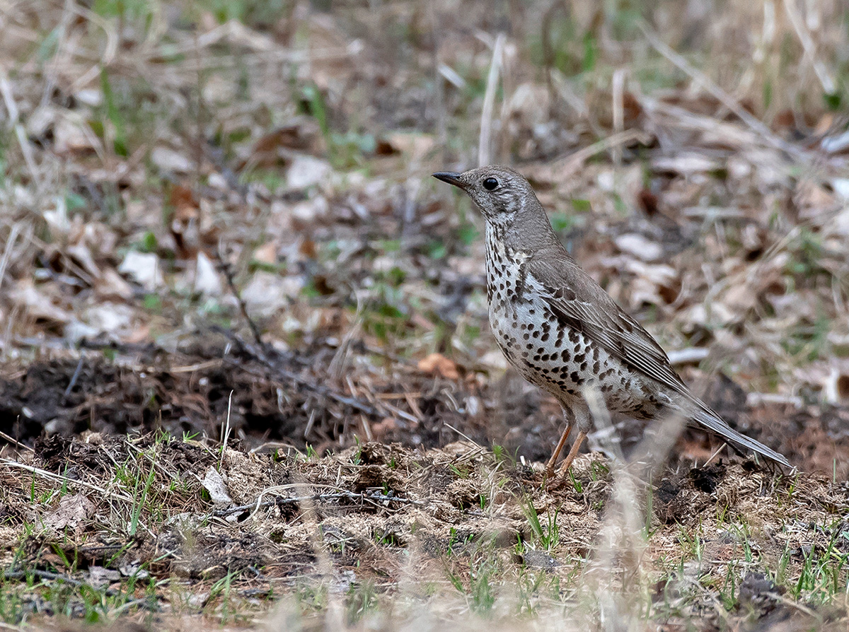 Птица деряба фото и описание Деряба (Turdus viscivorus). Птицы Сибири.