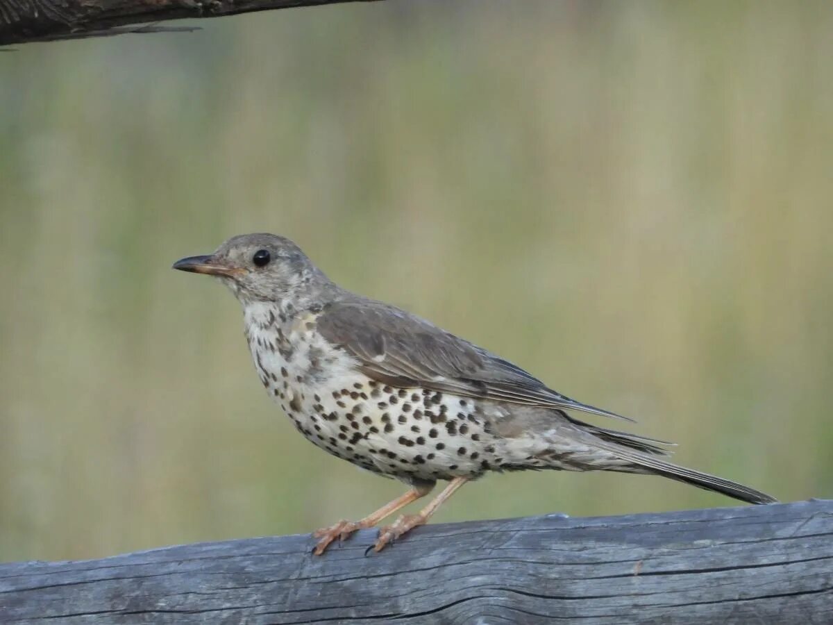 Птица деряба фото и описание Mistle Thrush (Turdus viscivorus). Birds of Siberia.