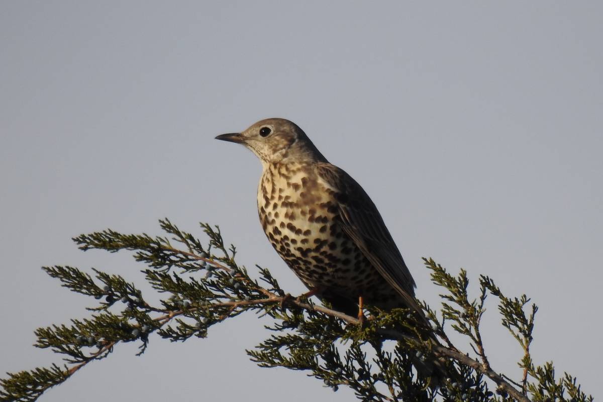 Птица деряба фото и описание Mistle Thrush (Turdus viscivorus). Birds of Kyrgyzstan.