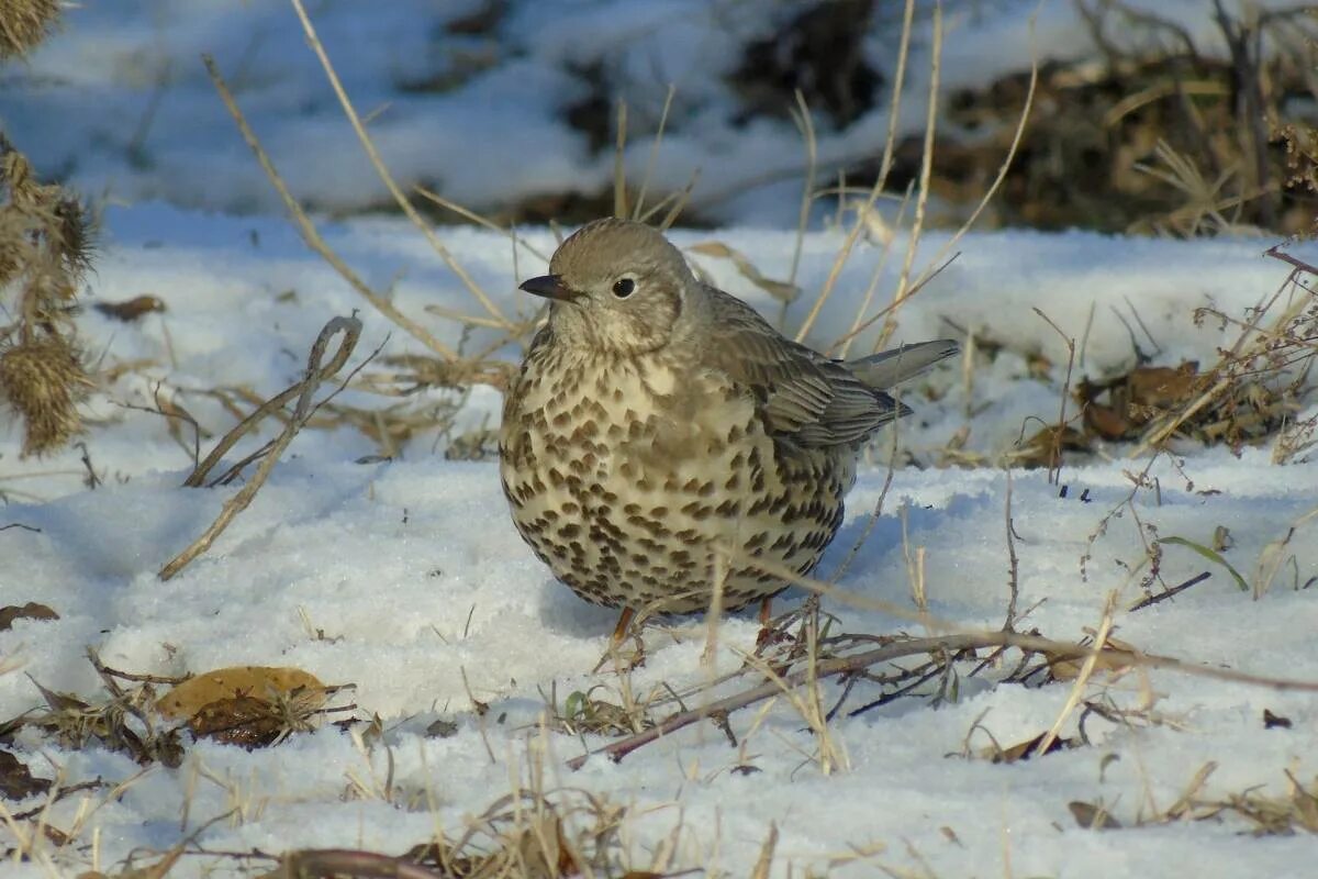 Птица деряба фото и описание Деряба (Turdus viscivorus). Птицы Кыргызстана.