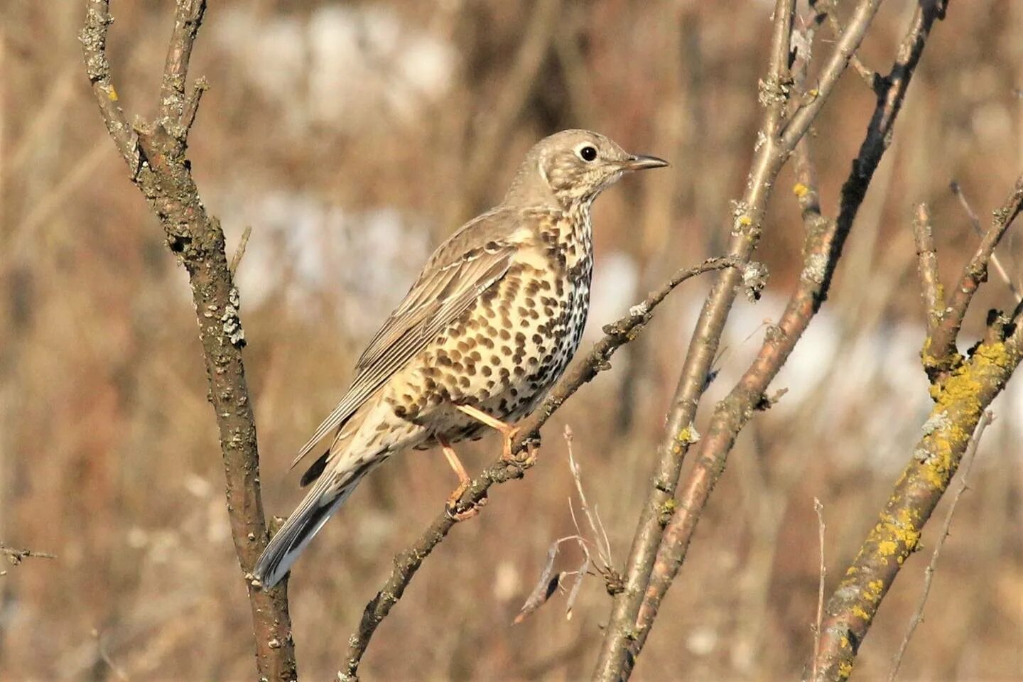 Птица деряба фото и описание Mistle Thrush (Turdus viscivorus). Birds of Siberia.