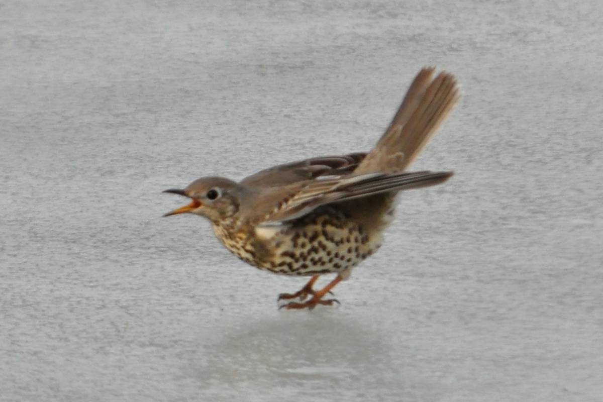 Птица деряба фото и описание Деряба (Turdus viscivorus). Птицы Сибири.