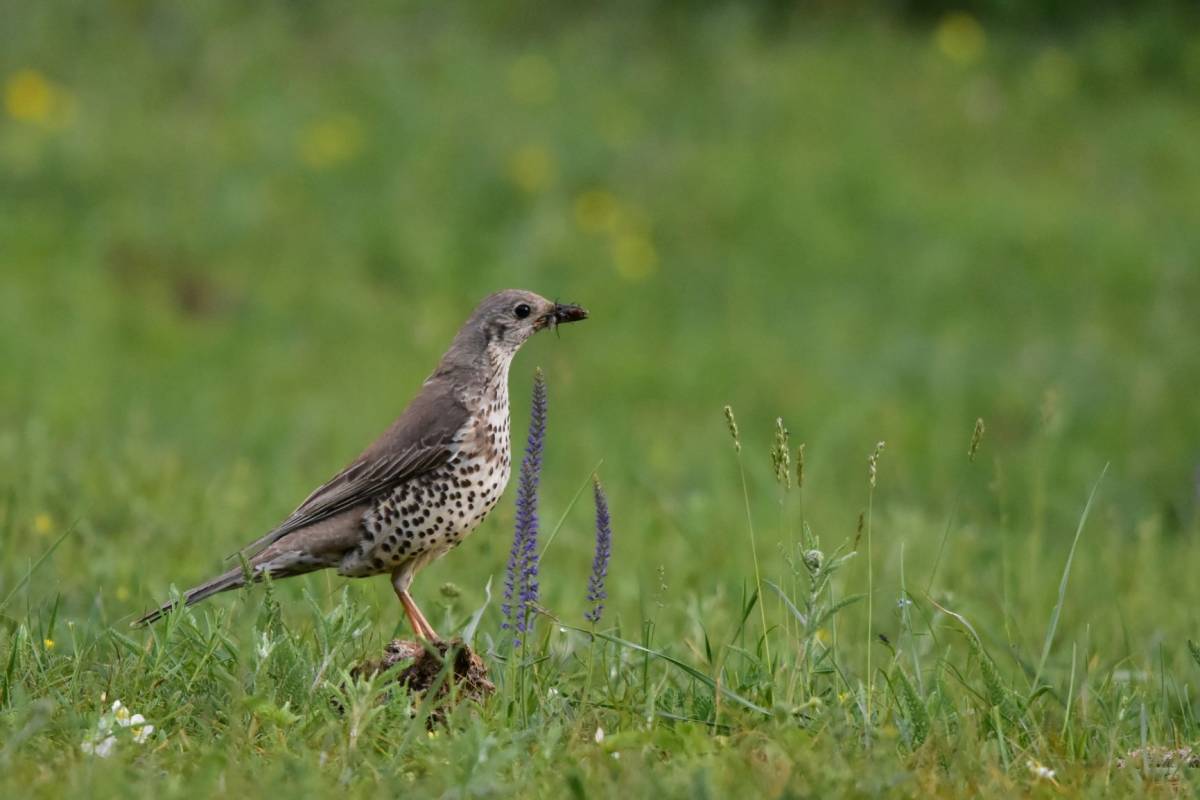 Птица деряба фото и описание Деряба (Turdus viscivorus). Птицы Сибири.