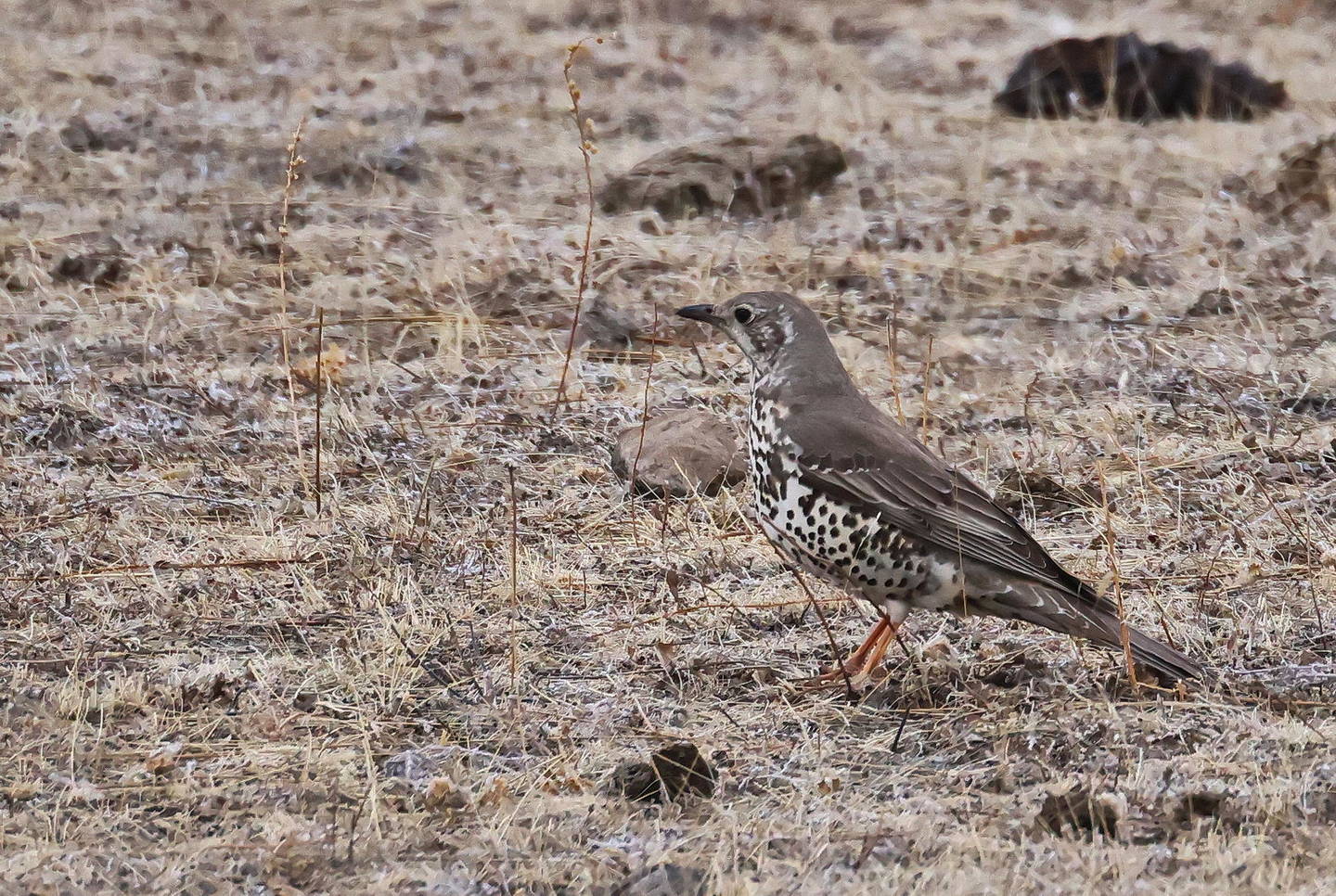 Птица деряба фото и описание Деряба (Turdus viscivorus). Птицы Сибири.