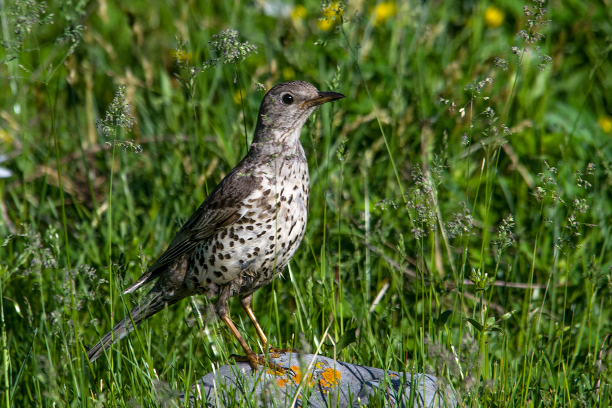 Птица деряба фото и описание Деряба (Turdus viscivorus). Птицы Сибири.