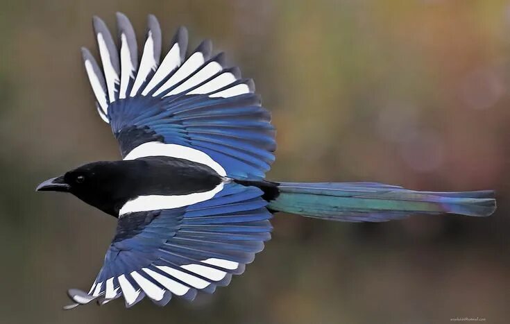 Птица длинное фото Thalassarche Eurasian magpie, Beautiful birds, Pet birds