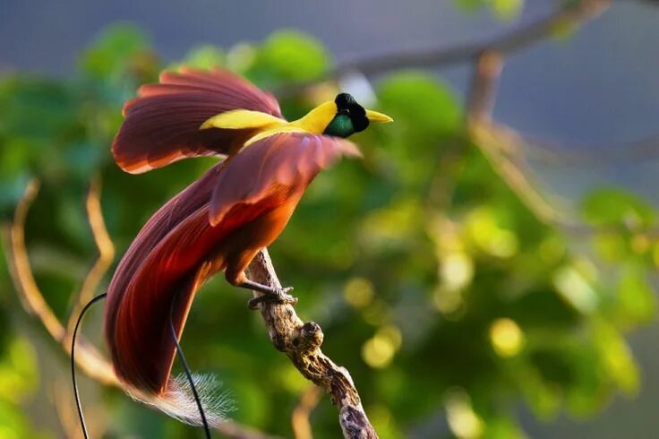 Птица длинное фото The Magnificent Greater Bird-of-paradise Beautiful birds, Exotic birds, Greater 