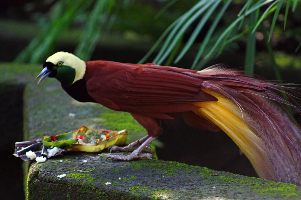 Птица длинное фото Файл:Paradisaea apoda -Bali Bird Park-6.jpg - Википедия