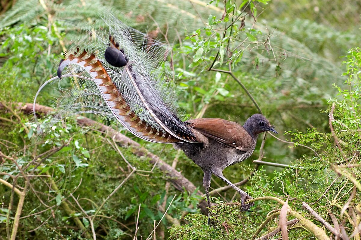 Птица длинное фото Файл:Superb lyrbird in scrub-E.jpg - Википедия