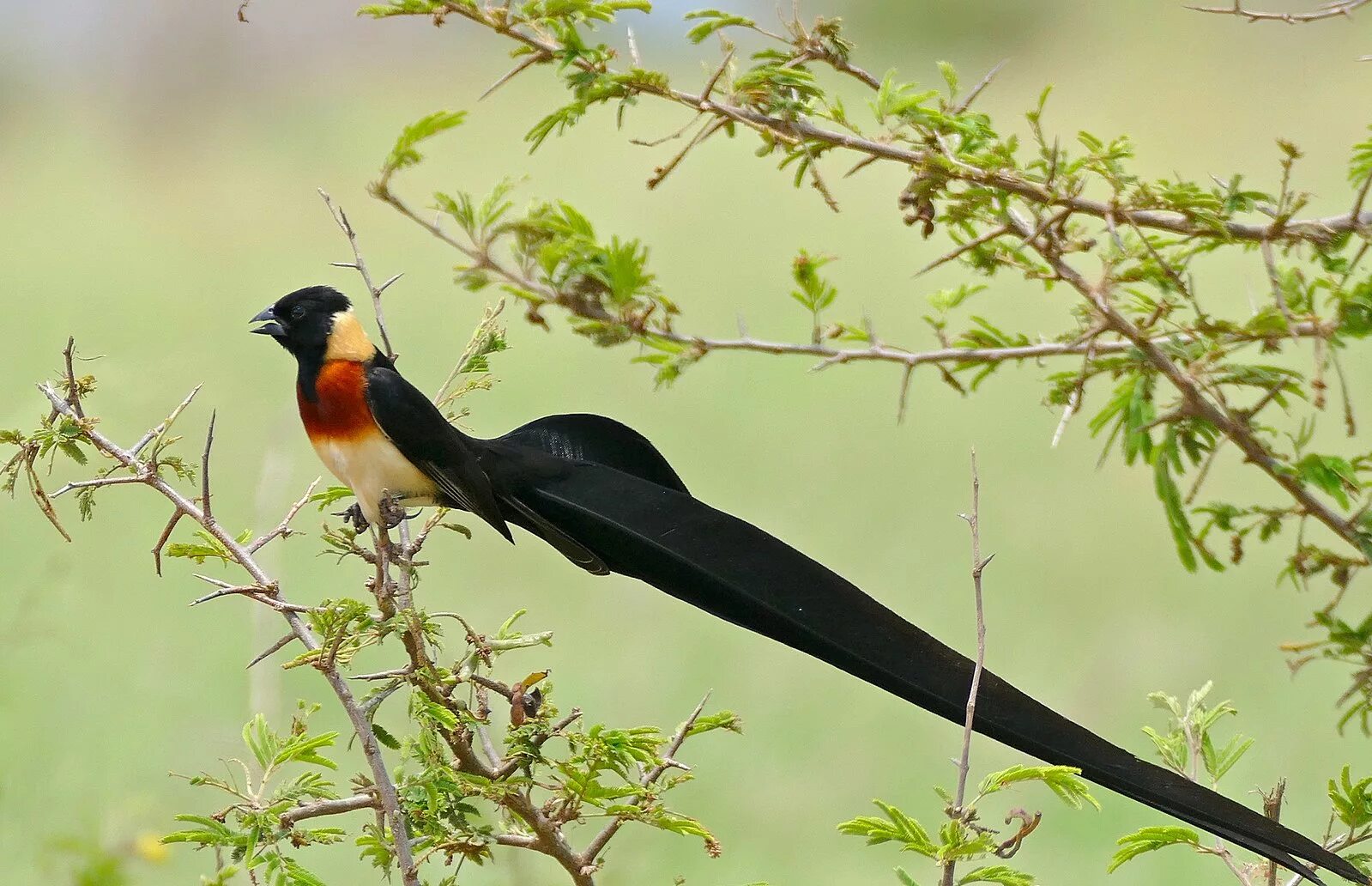 Птица длинное фото File:Long-tailed Paradise Whydah (Vidua paradisaea) (17329851342).jpg - Wikipedi