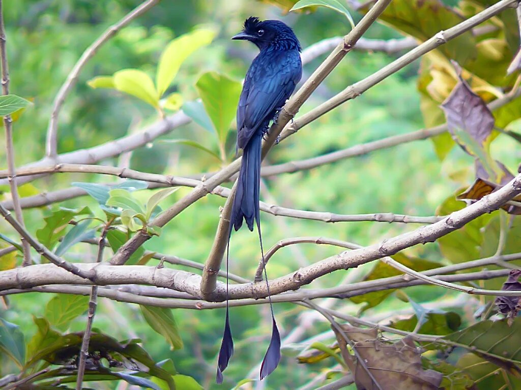 Птица длинное фото Файл:Greater Racket-Tailed Drongo.jpg - Википедия