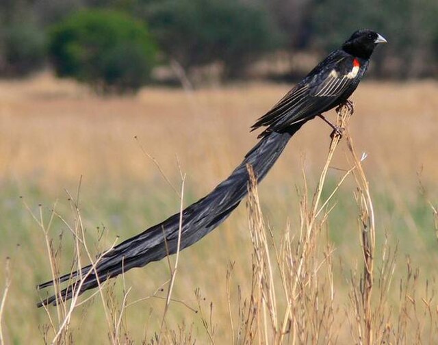 Птица длинное фото File:Male Long-tailed Widowbird.jpeg - Wikipedia