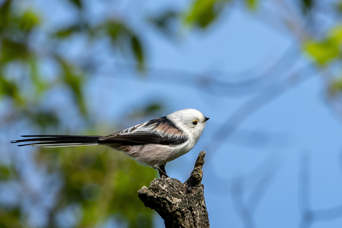 Птица длиннохвостая фото Long-tailed Tit (Aegithalos caudatus). Birds of Siberia.