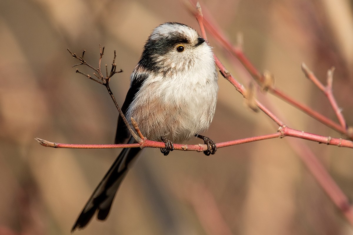 Птица длиннохвостая фото File:Long-tailed tit Gennevilliers 01.jpg - Wikipedia