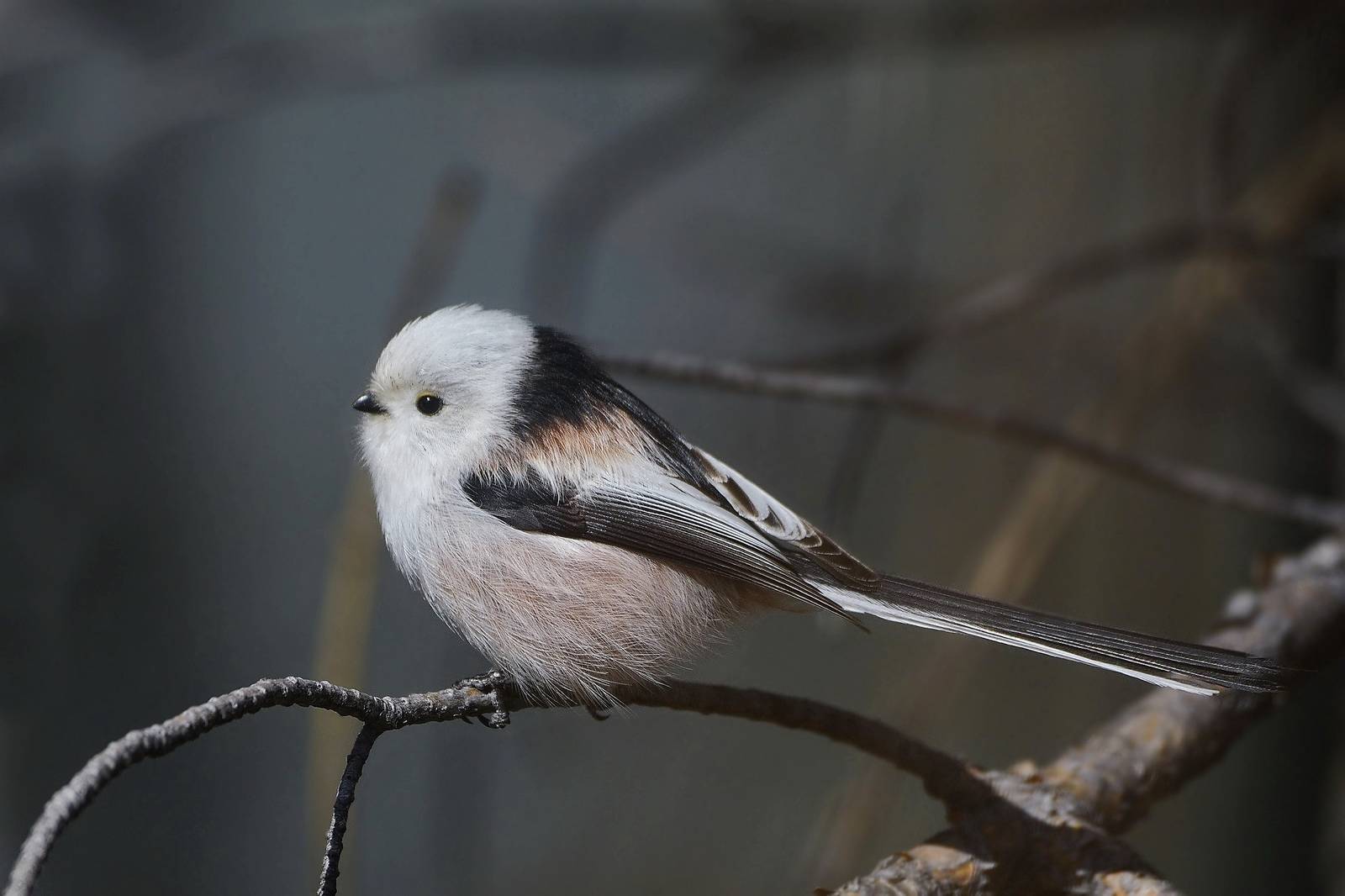 Птица длиннохвостая фото Long-tailed Tit (Aegithalos caudatus). Birds of Siberia.