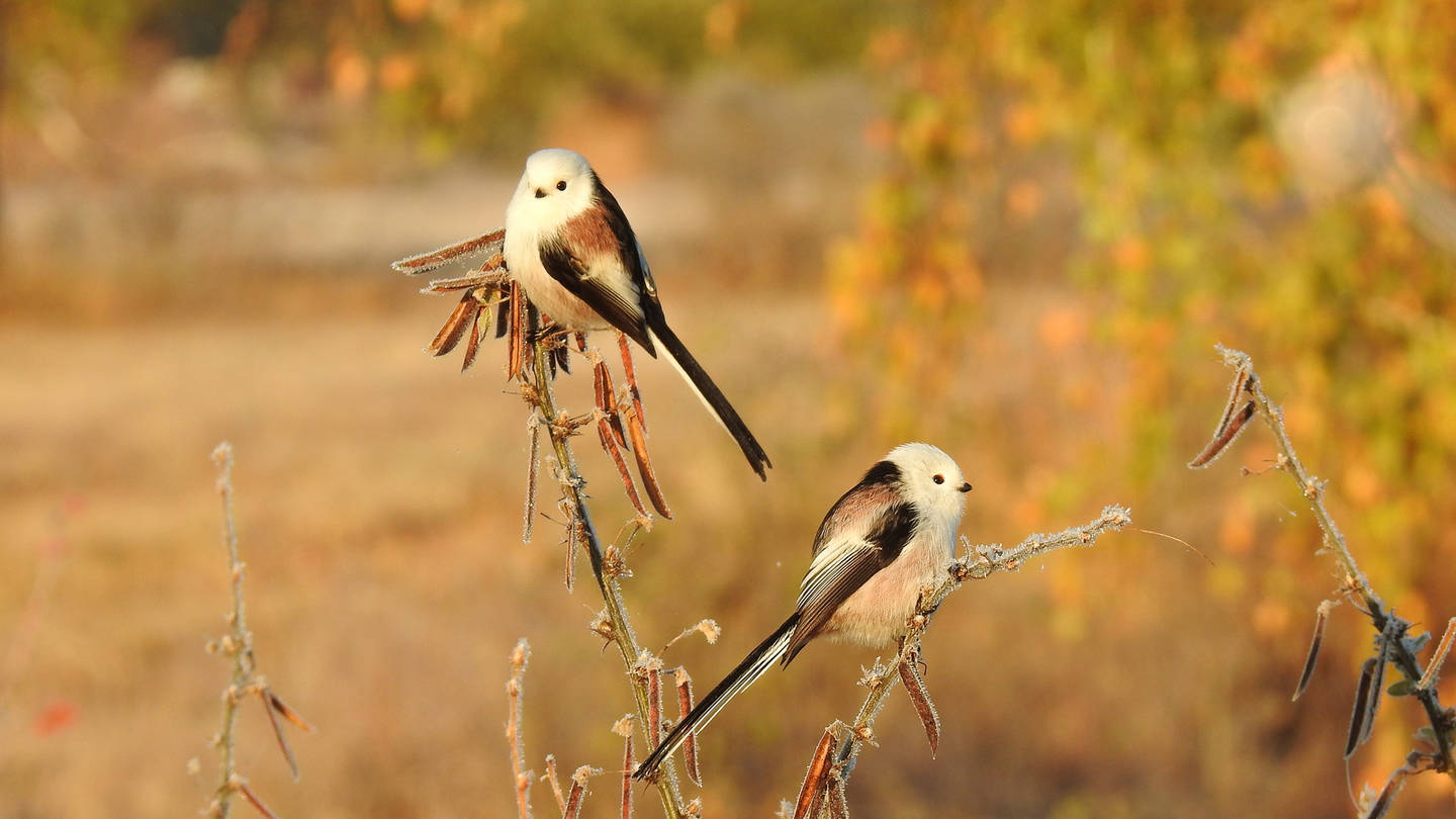 Птица длиннохвостая фото Ополовник (Aegithalos caudatus). Птицы Сибири.