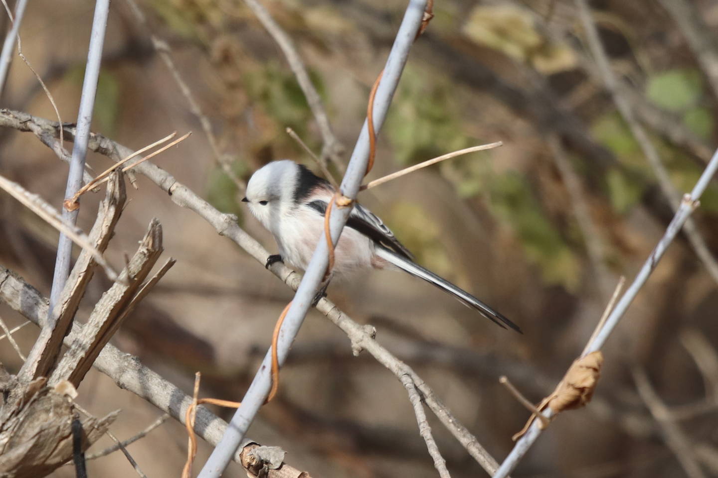 Птица длиннохвостая фото Ополовник (Aegithalos caudatus). Птицы Сибири.