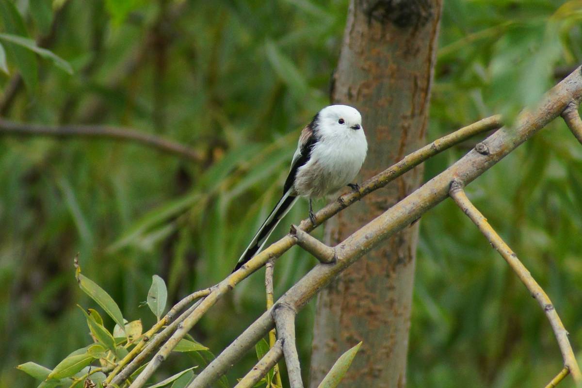 Птица длиннохвостая фото Long-tailed Tit (Aegithalos caudatus). Birds of Siberia.