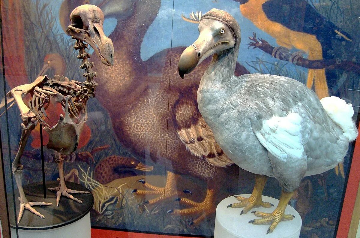 Птица додо фото Файл:Oxford Dodo display.jpg - Вікіпедія