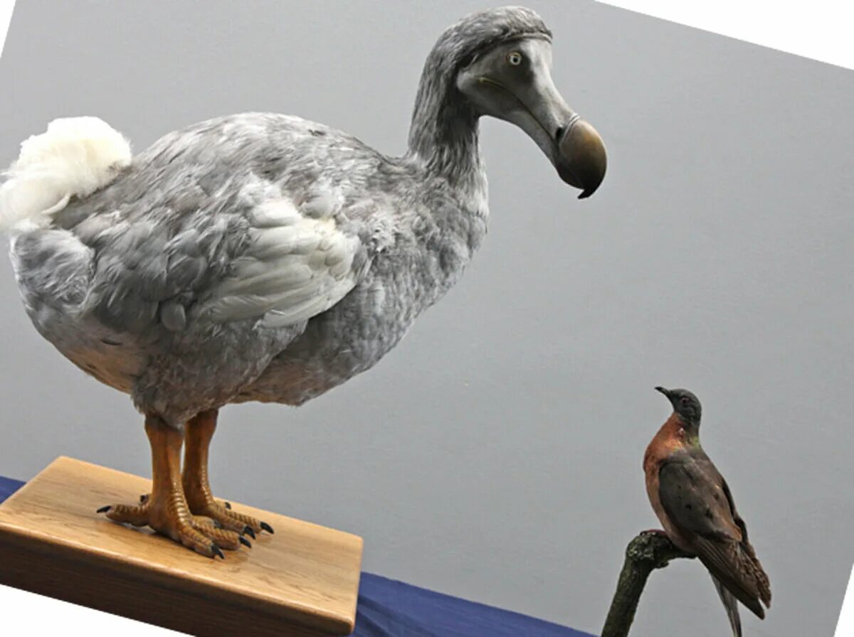 BBC - Extinction: Not the End of the World? - Dodo (Raphy cucullatus) - The Natu