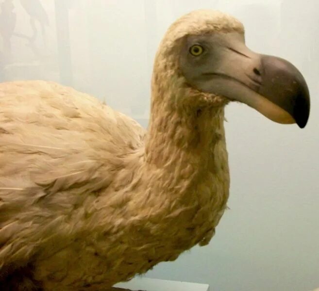 Птица додо фото Почему вымерли птицы додо? Oiseaux, Animaux éteints, Le dodo