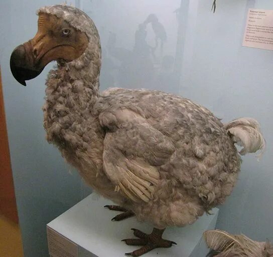 Птица додо фото Extinct dodo taxidermy Weird birds, Prehistoric animals, Extinct animals