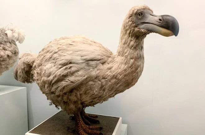 Птица додо фото 5 Things You May Not Have Known About The Dodo Bird Discover Magazine