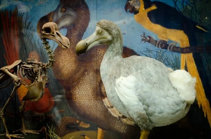 Птица додо фото An Oxonian Dodo in Bristol Bristol Museum & Art Gallery