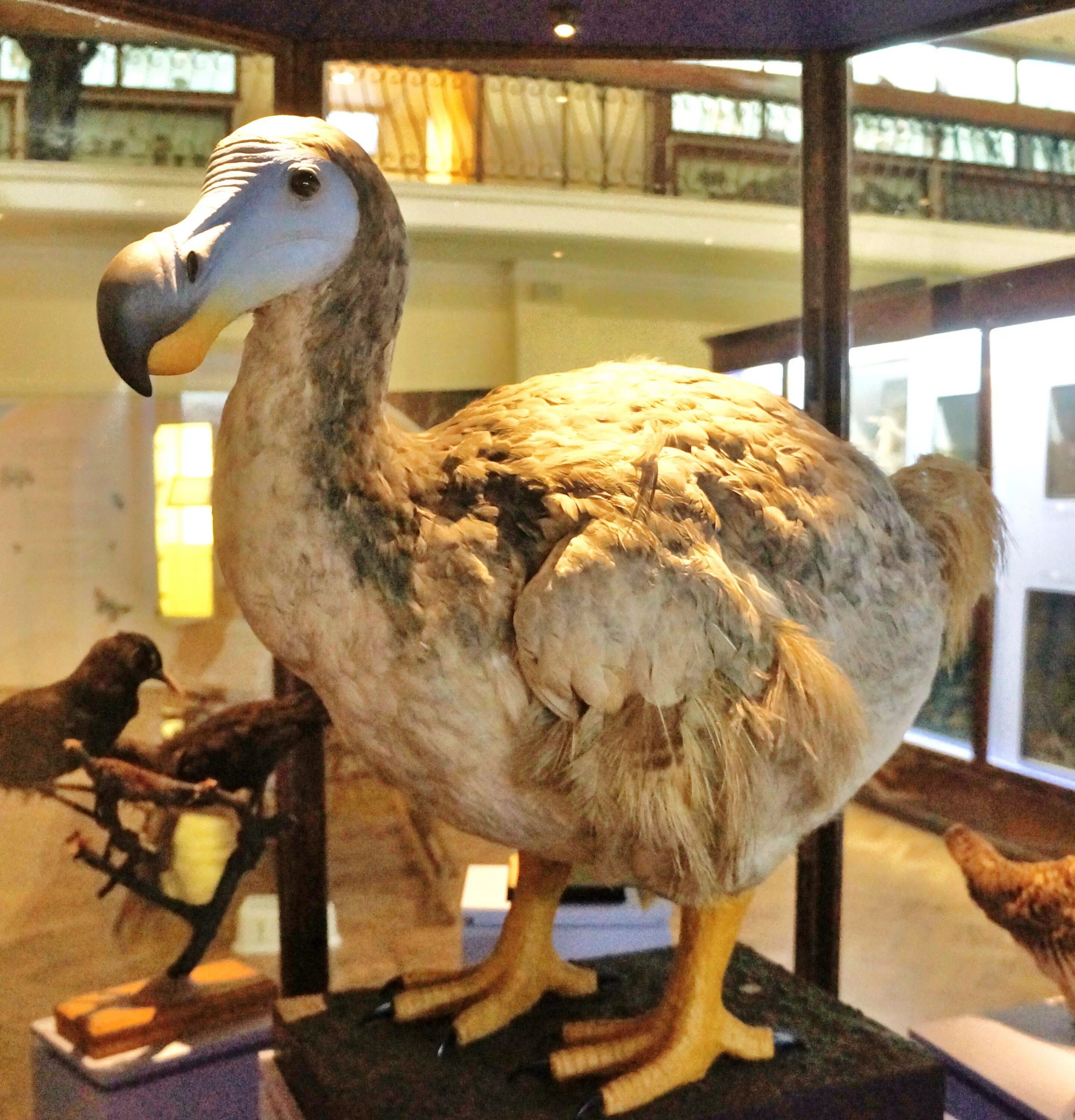 Птица додо фото настоящие The extinct dodo bird was a large flightless creature that lived on the island o