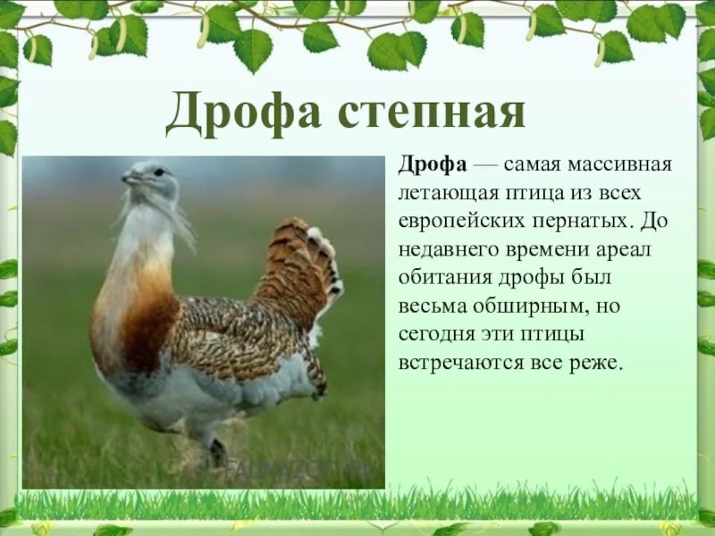 Птица дрофа фото и описание Дрофа птица краткое описание 60 фото - ZooClever.ru