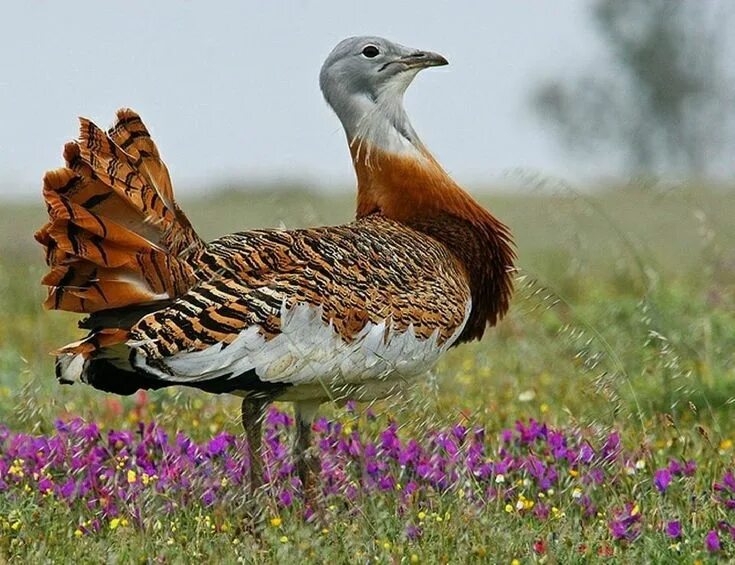 Птица дрофа фото и описание Great Bustard (Otis tarda) Central Europe and Asia Uccelli, Animali