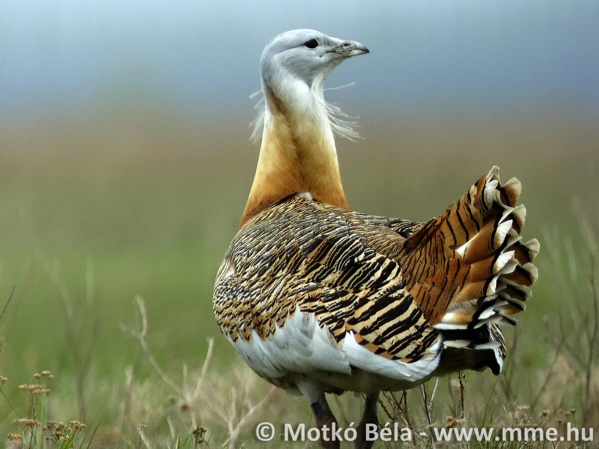 Птица дрофа фото и описание Great Bustard Magyar Madártani és Természetvédelmi Egyesület