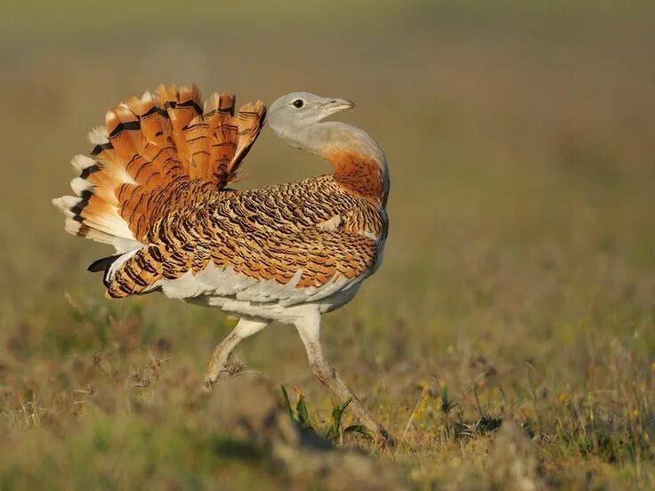 Птица дрофа фото и описание Male Great Bustards Eat Poison to Look Sexier for the Ladies Beautiful birds, Wi