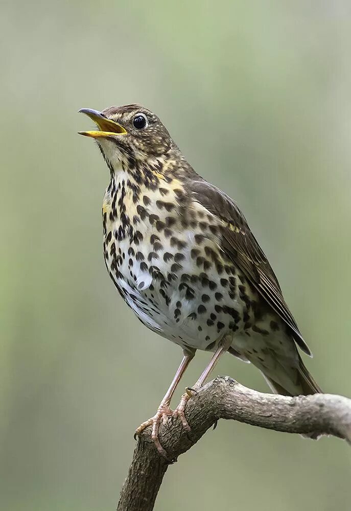 Птица дрозд фото и описание Singdrossel (Forum für Naturfotografen) Grive musicienne, Oiseaux des jardins, B