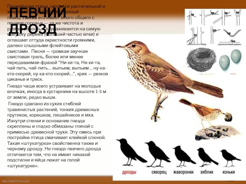 Птица дрозд фото и описание Картинки ПРИЗНАКИ ДРОЗДА